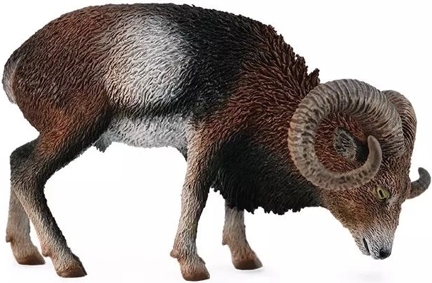 Muflone europeo