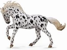 Collecta giumenta knabstrupper – leopardo nero