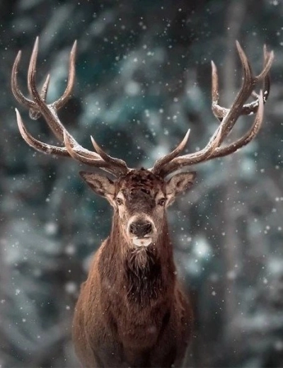 Pittura diamantata – ritratto di cervo 30 × 40 cm