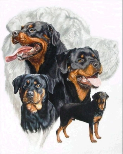 Ricamo con diamanti (diamond painting) rottweiler 30 × 40 cm