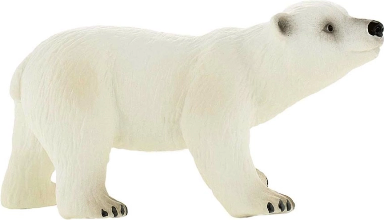 Cucciolo di orso polare