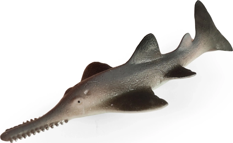 Pesce sega dai denti piccoli 14 cm