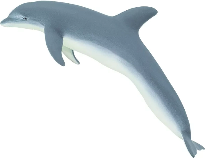 Delfino tursiope Safari Ltd.