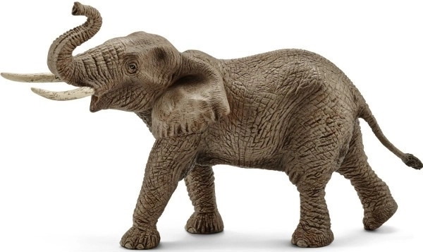 Elefante africano - maschio
