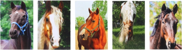 Blocco con motivo Cavallo MINI 40l, 6x8,5 cm