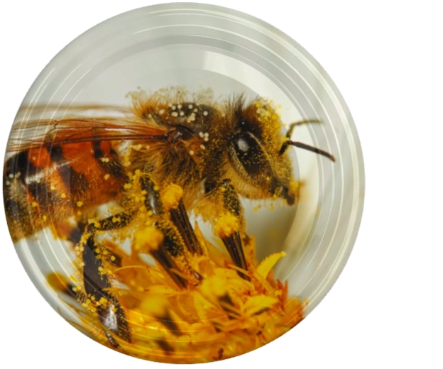 Coperchio fi82 con motivo dell’ape grande sul fiore