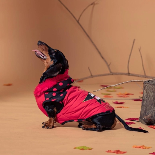 Cappottino invernale per cane Minnie, taglia S