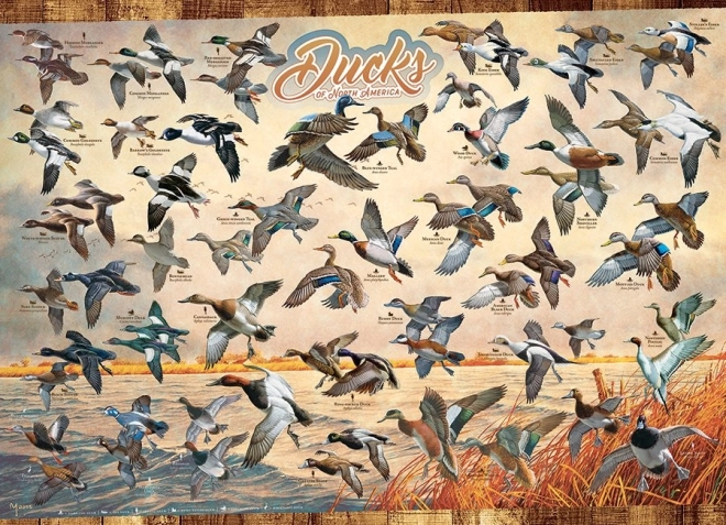 Puzzle COBBLE HILL Anatre del Nord America 1000 pezzi
