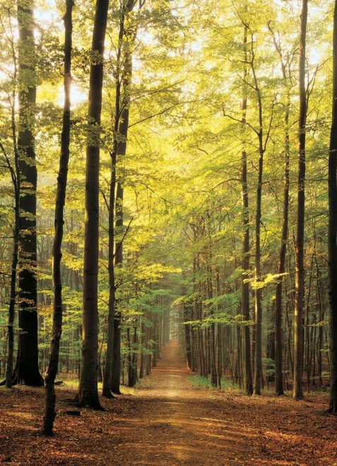 EUROGRAPHICS puzzle 1000 pezzi – sentiero nel bosco