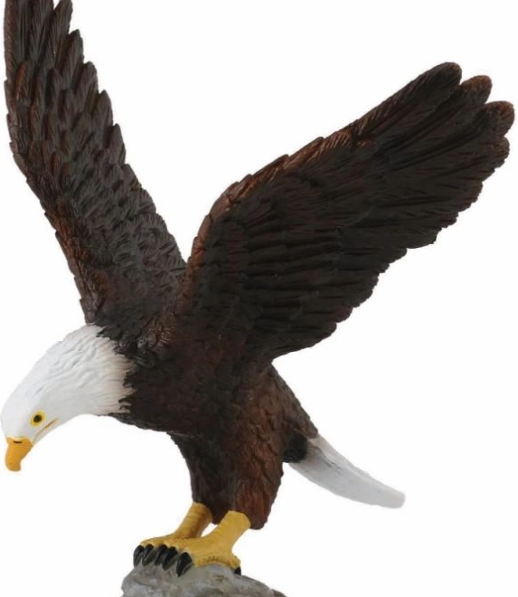 Collezione aquila di mare testabianca