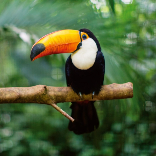 Calendario Appunti Animali Selvaggi 2026