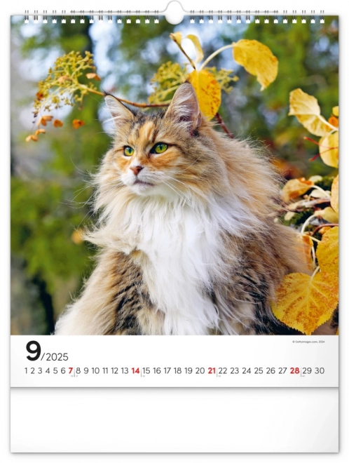 Calendario da parete Gatti 2025