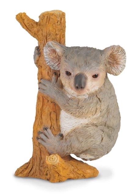 Collezione Koala sull'albero