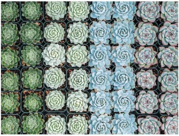 Colori vivaci e motivi dettagliati di succulente