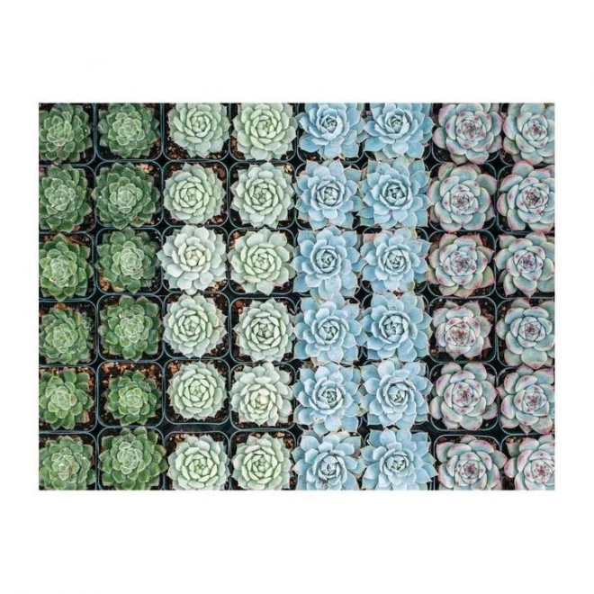 Puzzle Doppio Lato Succulenti 500 Pezzi