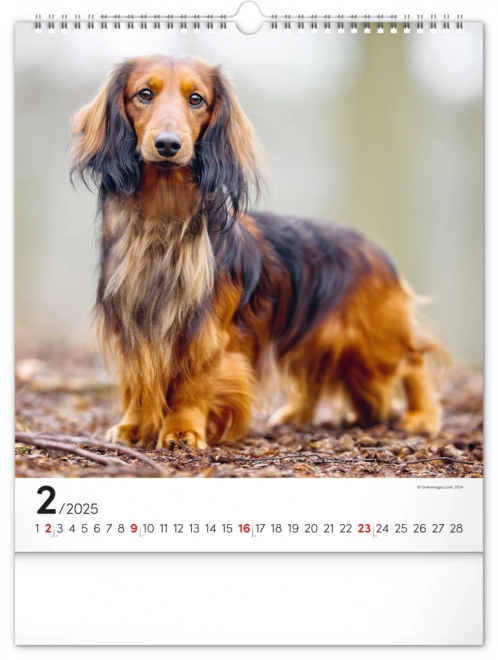 Calendario da muro cani 2025