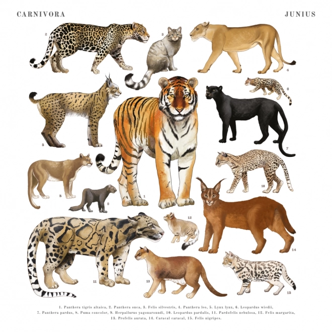 Calendario Notique Animalium 2025