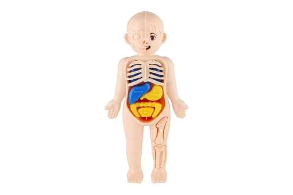 Puzzle Anatomia del Corpo Umano con Accessori