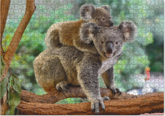 Puzzle Koala con Cucciolo 1000 Pezzi