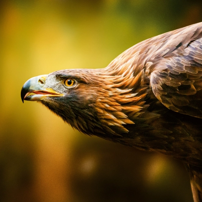 Calendario Appunti Animali Selvaggi 2026