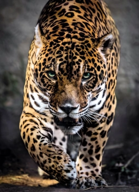 Puzzle HQ da 1000 Pezzi - Walk of the Jaguar