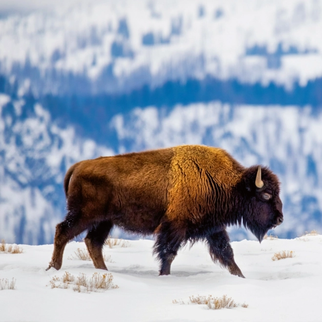 Calendario Appunti Animali Selvaggi 2026