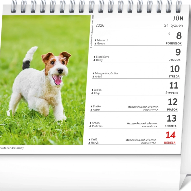 NONIQUE calendario da tavolo Cani con nomi di cani 2026