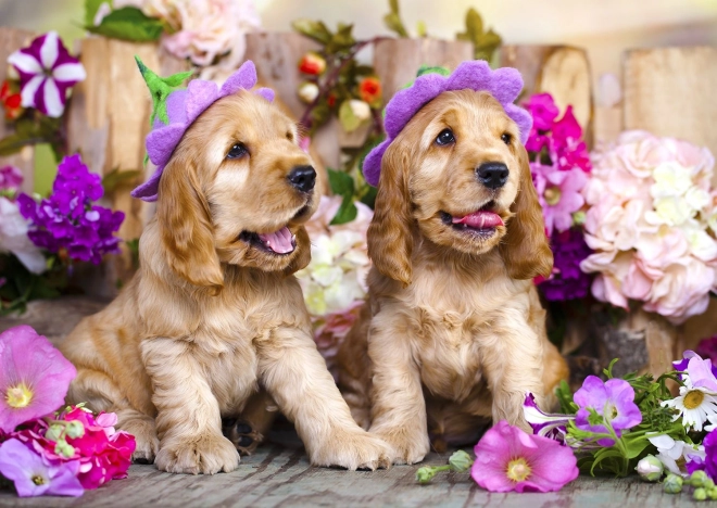 Puzzle Cocker Spaniel Cuccioli con Cappelli di Fiori 1000 Pezzi