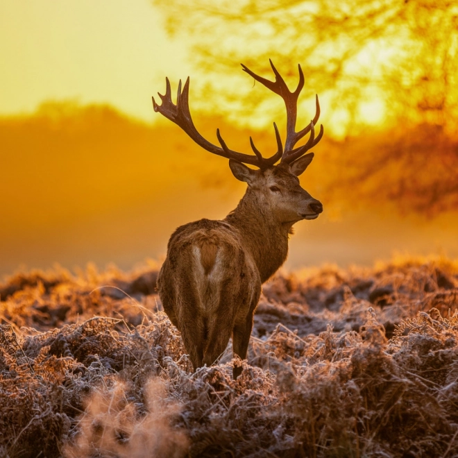 Calendario Appunti Animali Selvaggi 2026