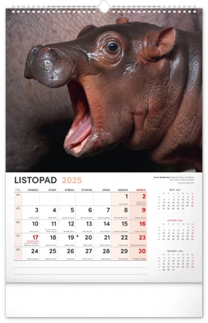 Notique calendario da parete animali affascinanti 2025