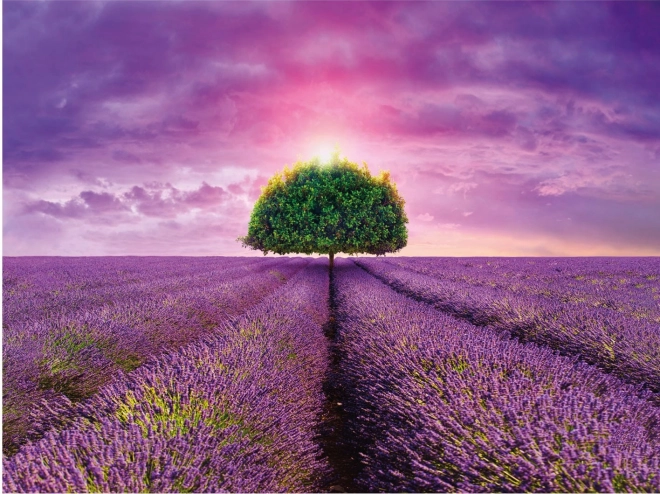 Puzzle Lavanda nei campi 2000 pezzi