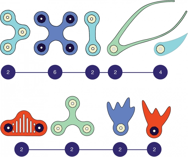 Clixo creature del mare magnetiche
