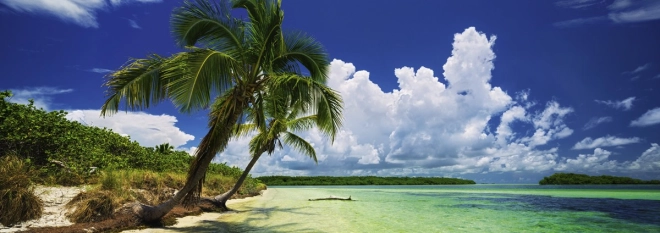 Motivo tropicale di spiaggia paradisiaca