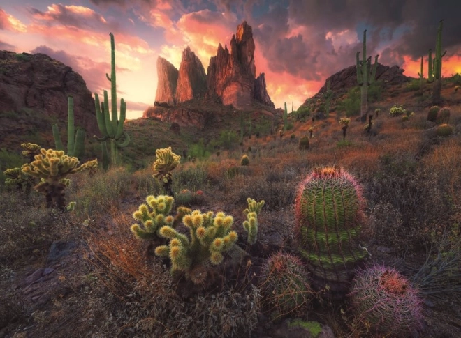 Puzzle cactus al tramonto 500 pezzi