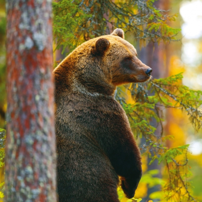 Calendario Notique Animali del Bosco 2025