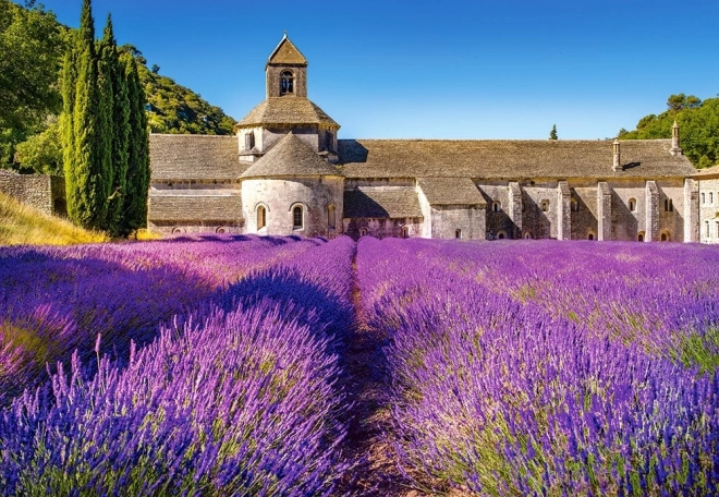 Campo di Lavanda in Provenza - Puzzle 1000 Pezzi