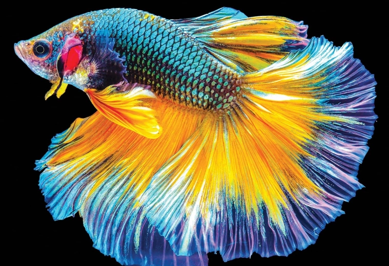 Puzzle Interdruk Natura Colorata: Pesce 250 pezzi