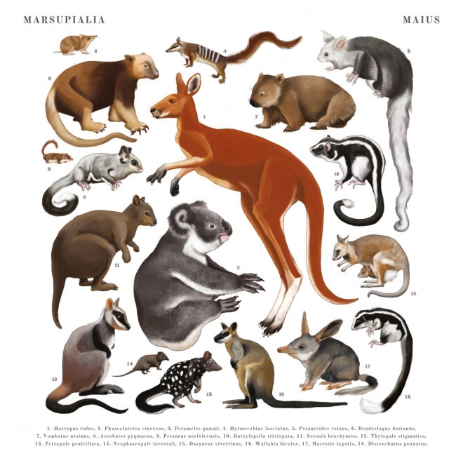 Calendario Notique Animalium 2025