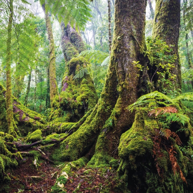 Calendario appunti Foreste Pluviali 2025