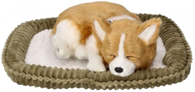 Cucciolo Corgie traspirante