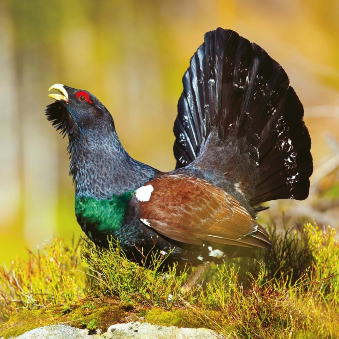 Calendario Notique Animali del Bosco 2025