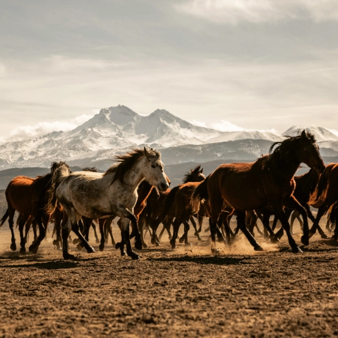 Calendario Appunti Animali Selvaggi 2026