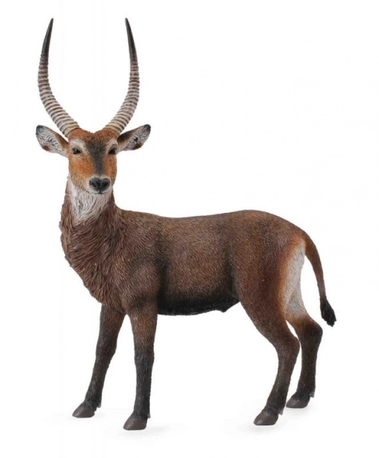 Antilope d'acqua Collecta