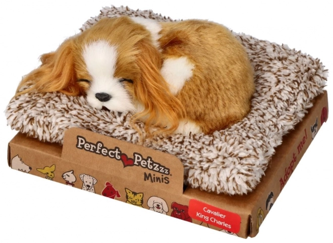 Cagnolino Cavalier King Charles a Batteria