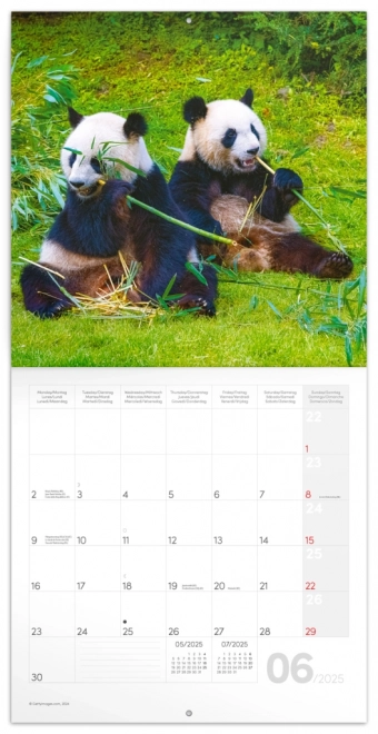 Calendario Panda da Parete 2025