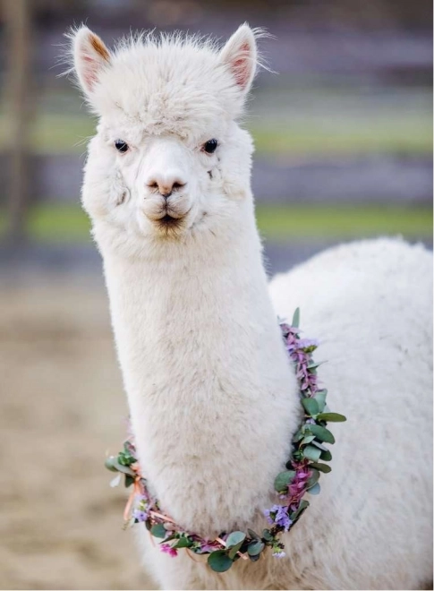 Puzzle Ravensburger Alpaca 200 pezzi