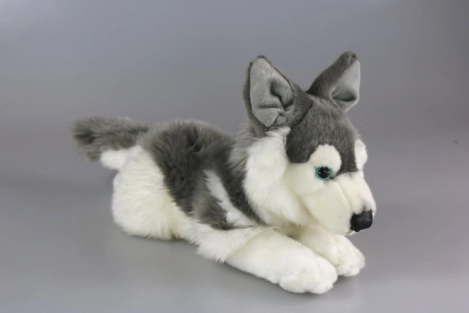 Peluche Husky 34 cm