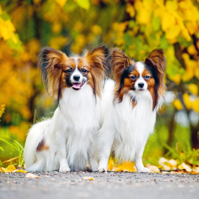 Fotografie ispiratrici di cani