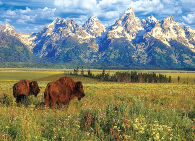 Puzzle Parco nazionale di Grand Teton 1000 pezzi