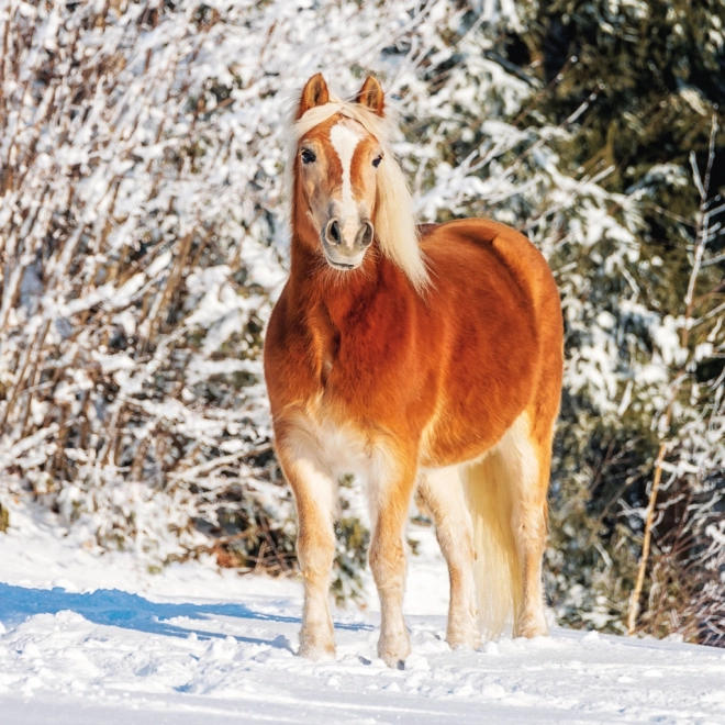 Calendario con foto di cavalli di Christiane Slawik 2025